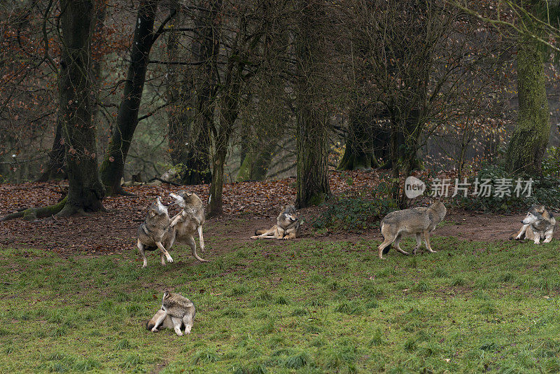 狼(Canis lupus)，狼打架